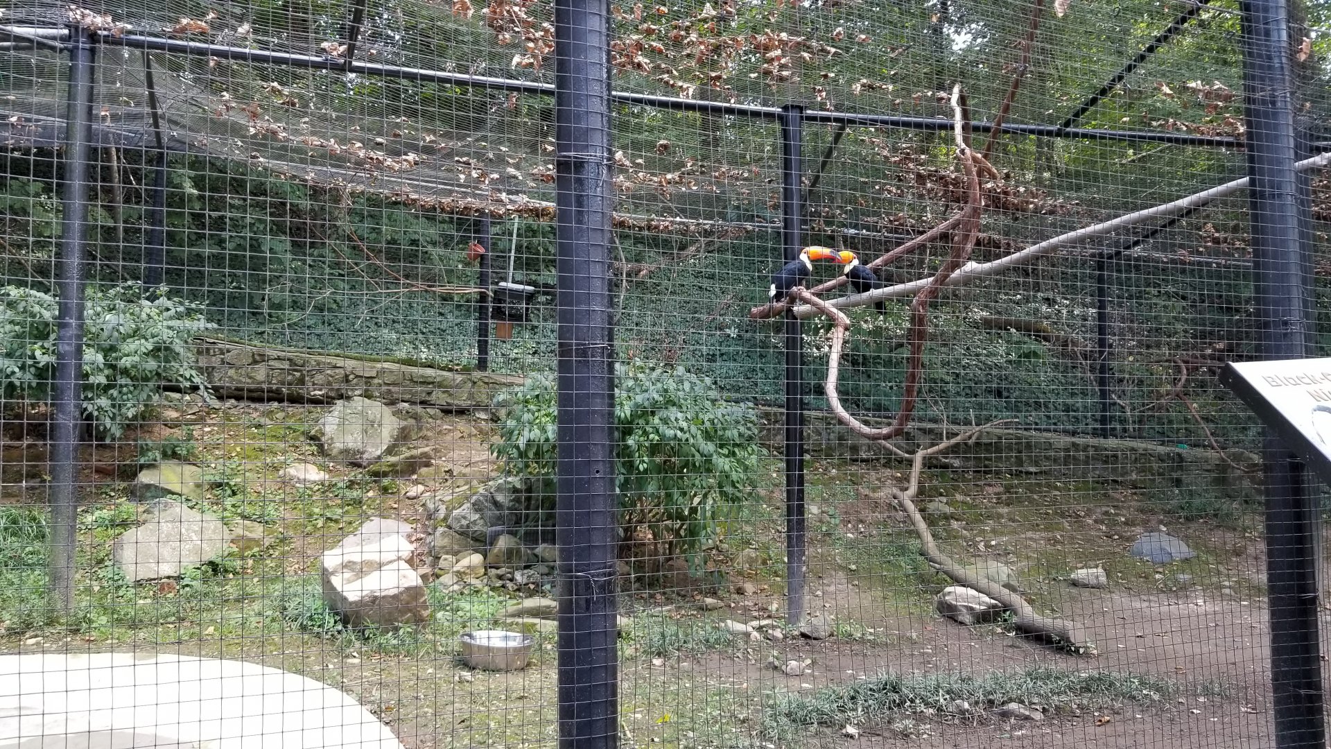 Brandywine Zoo - Aviary, Toco Toucans