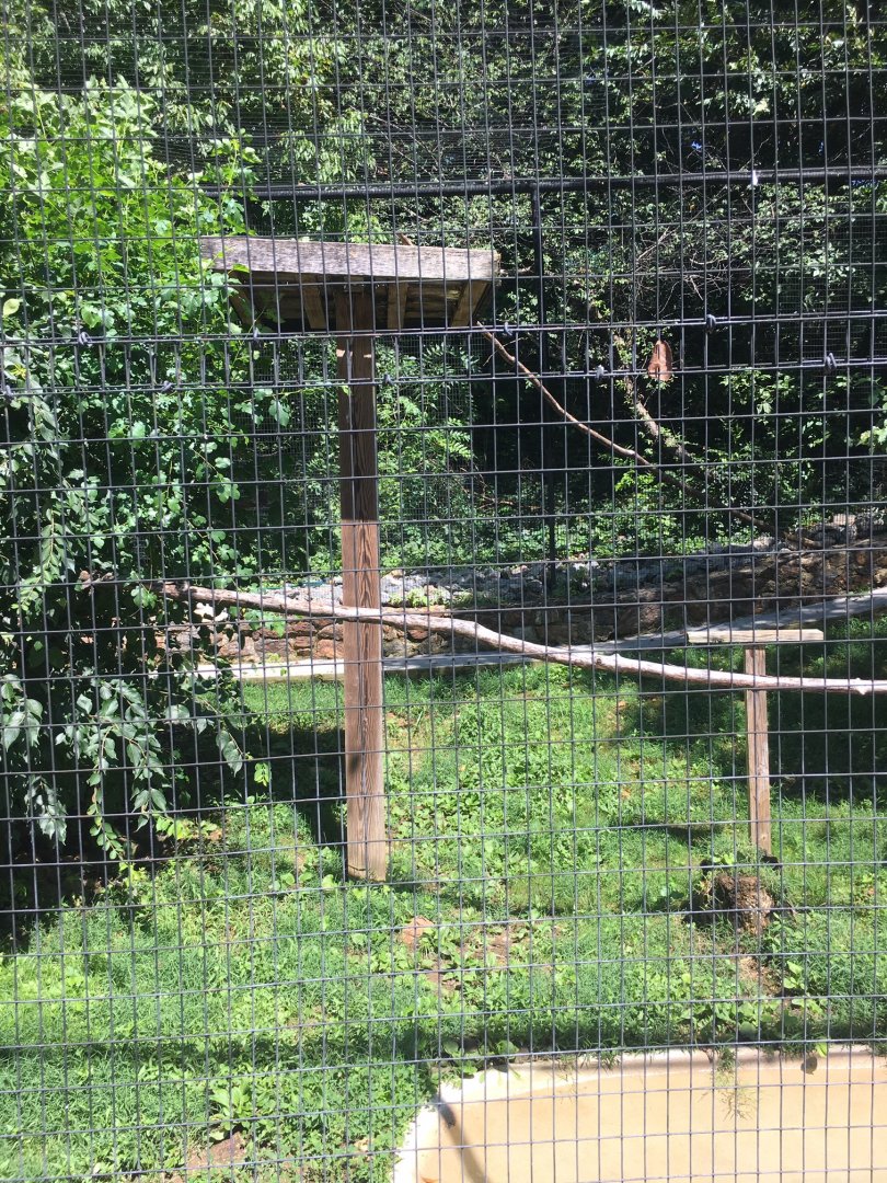 Brandywine Zoo - Bald Eagle/Common Raven Exhibit (1)
