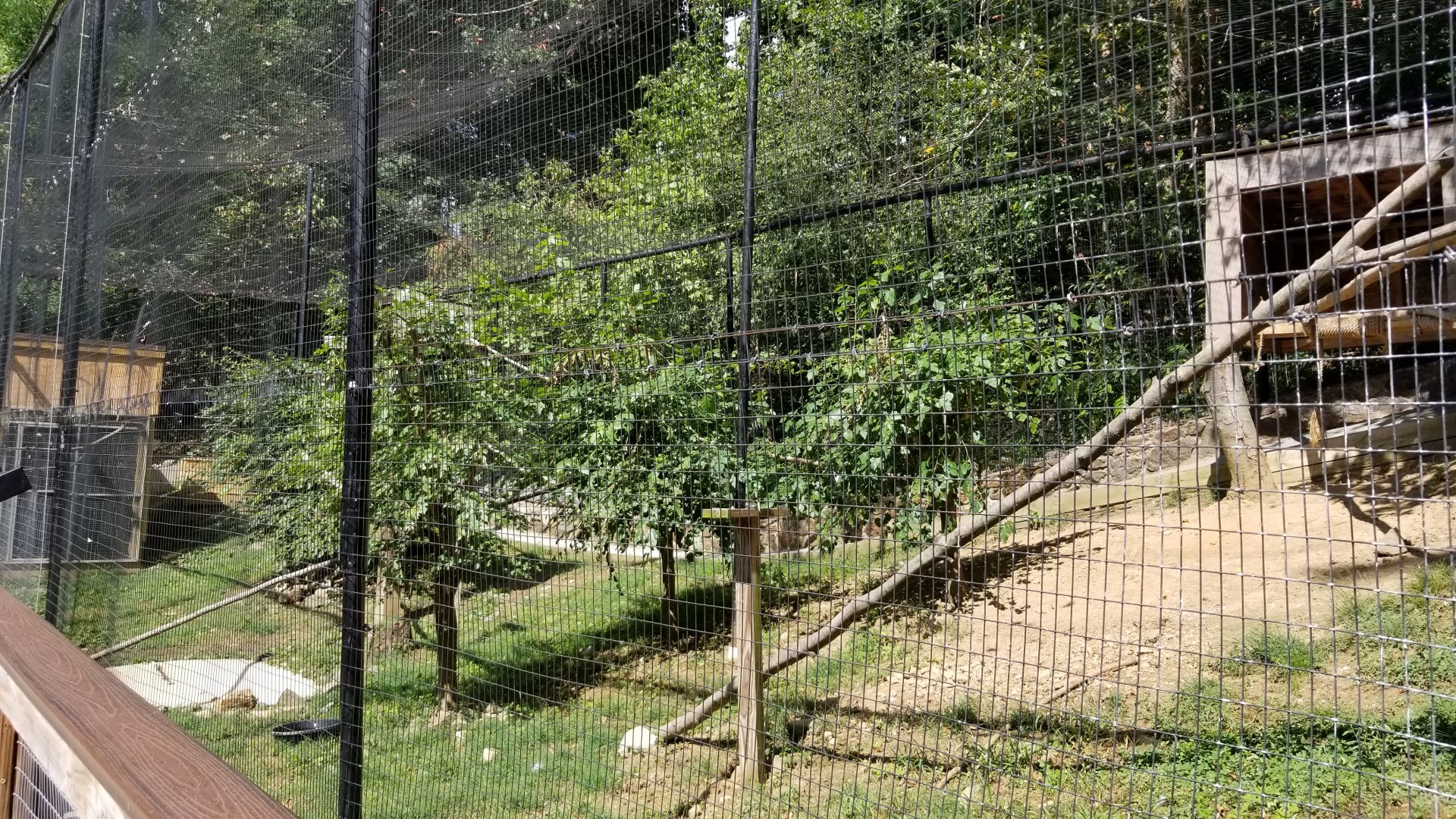 Brandywine Zoo - Bald Eagles and Ravens