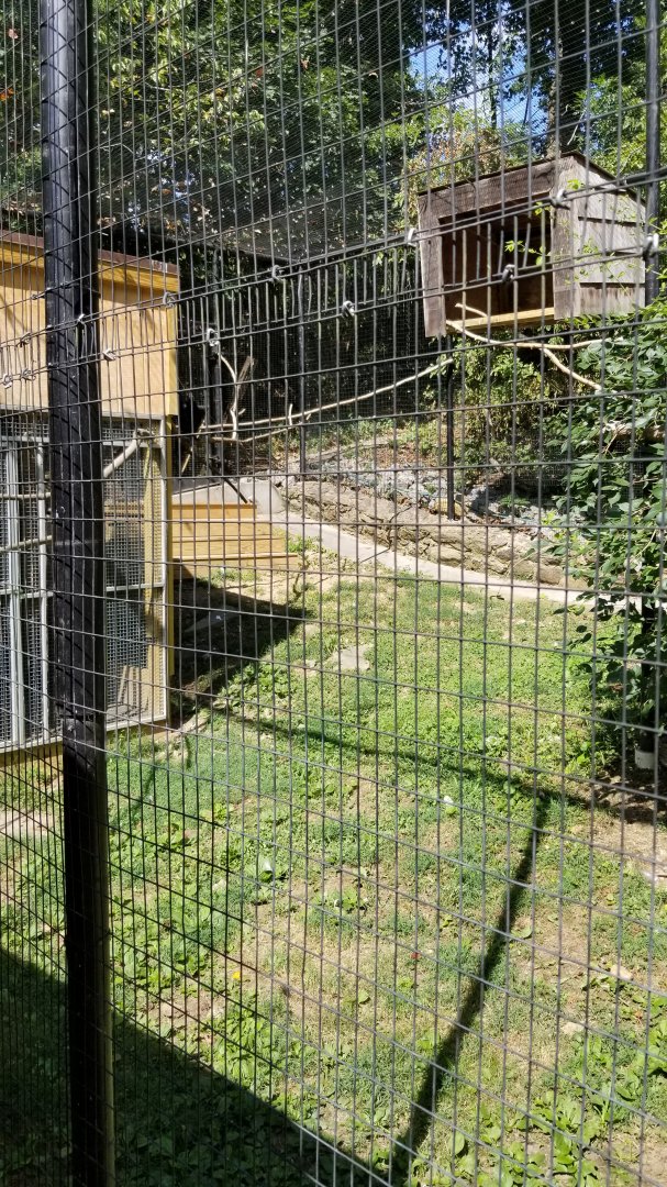 Brandywine Zoo - Bald Eagles and Ravens