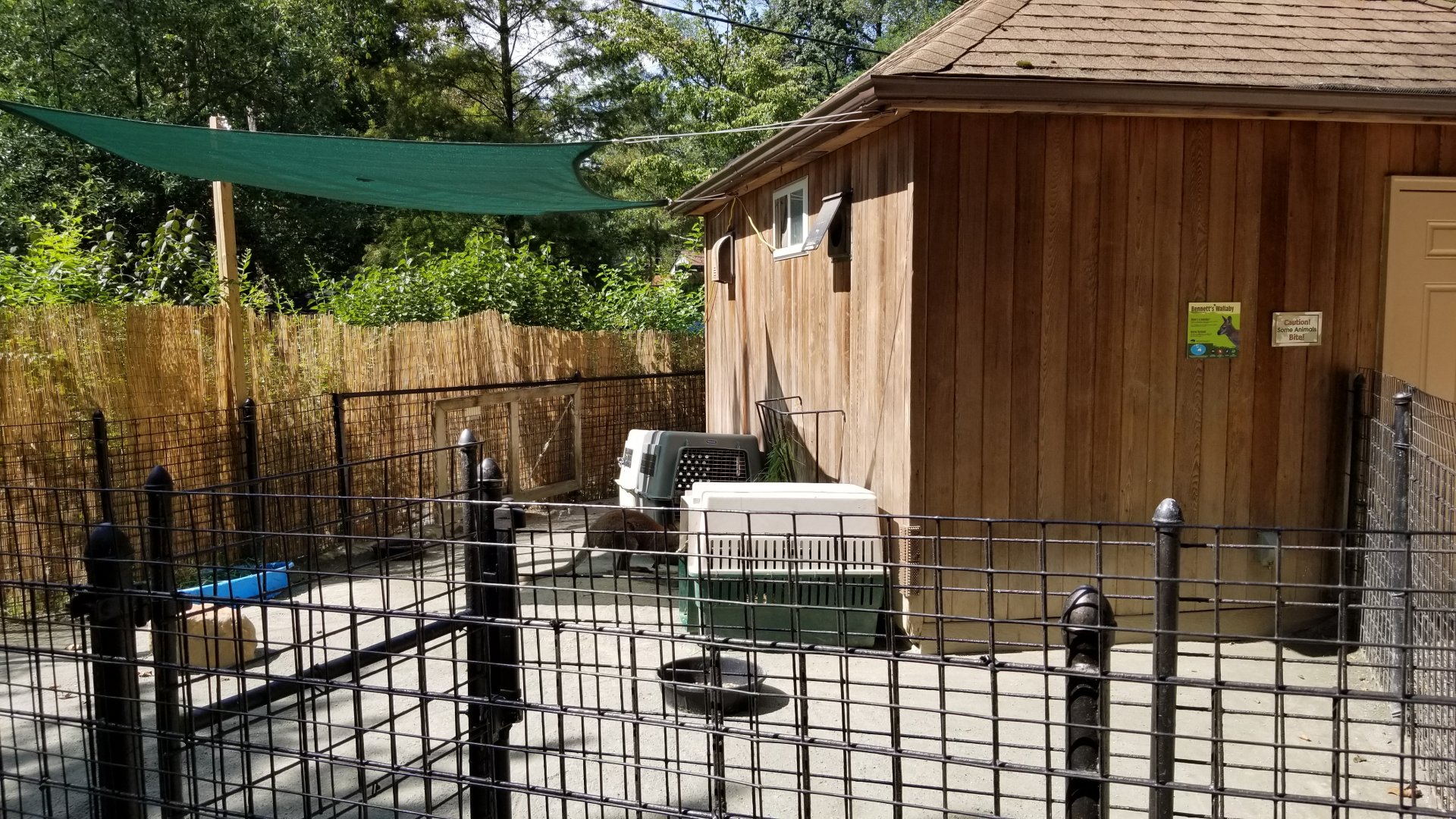 Brandywine Zoo - Bennett's Wallaby