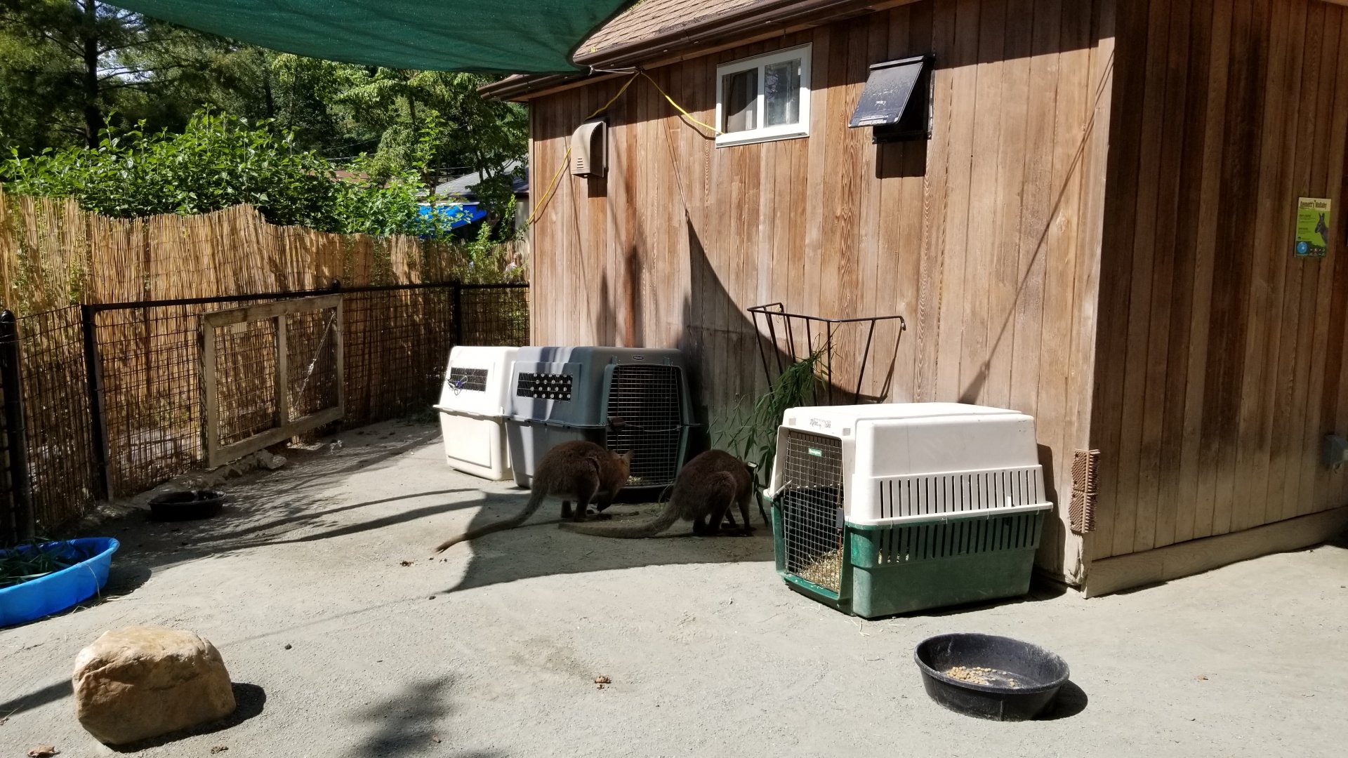 Brandywine Zoo - Bennett's Wallaby