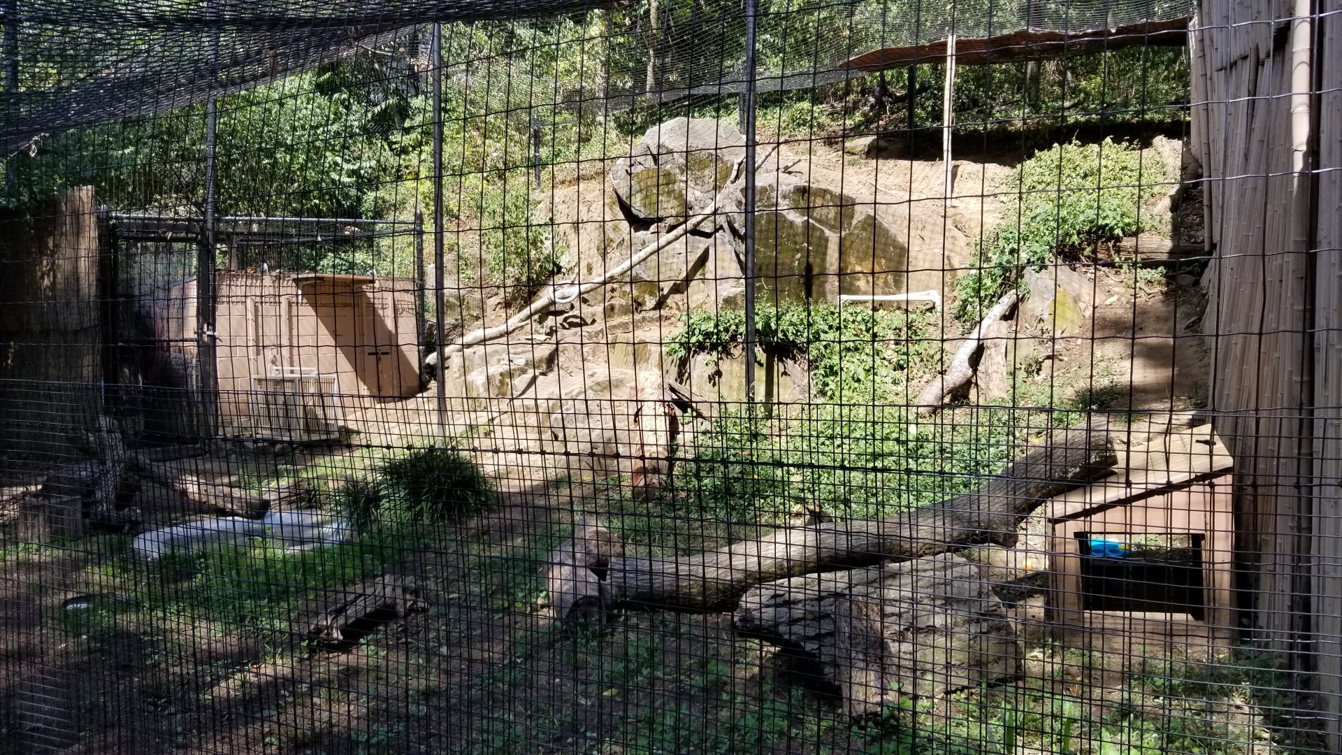 Brandywine Zoo - Bobcat