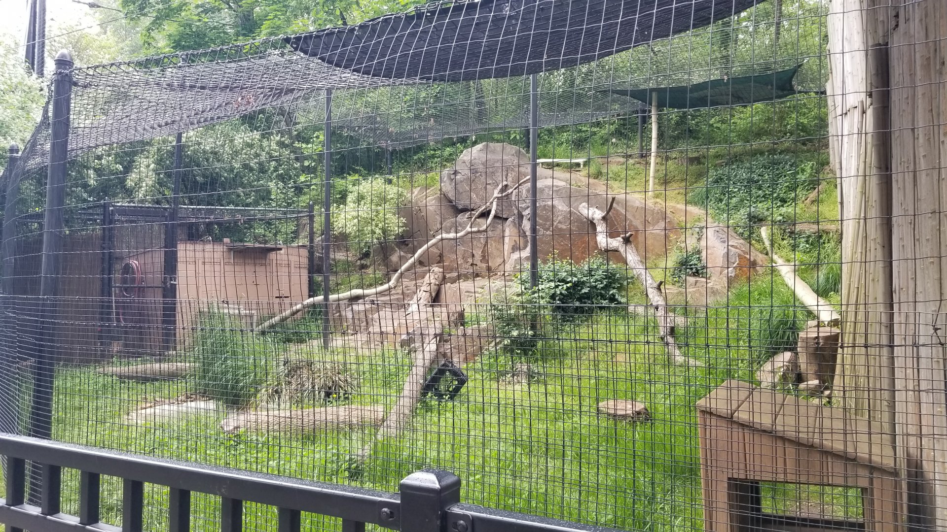 Brandywine Zoo - Bobcat