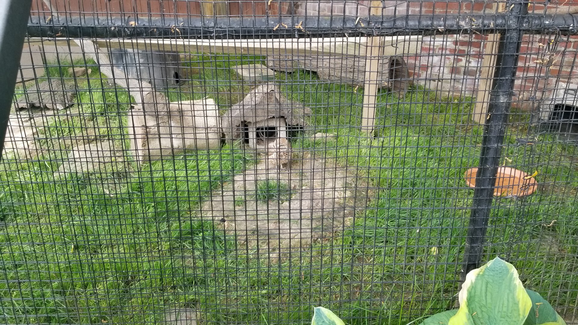 Brandywine Zoo - Burrowing owl