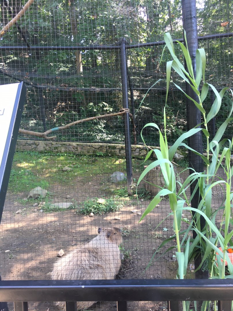 Brandywine Zoo - Capybara/Scarlet Ibis Exhibit (1)