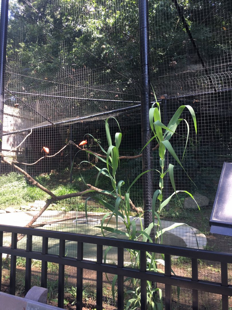 Brandywine Zoo - Capybara/Scarlet Ibis Exhibit (2)
