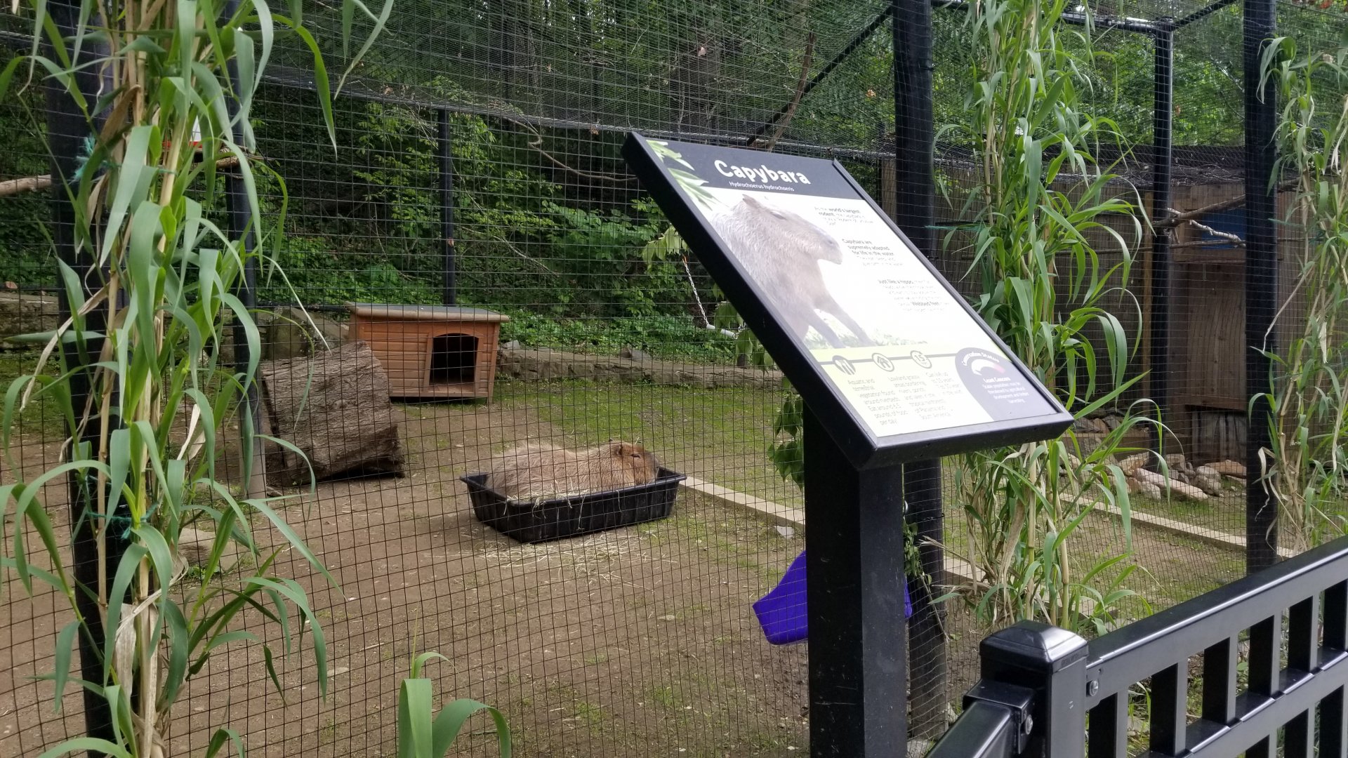 Brandywine Zoo - Capybara