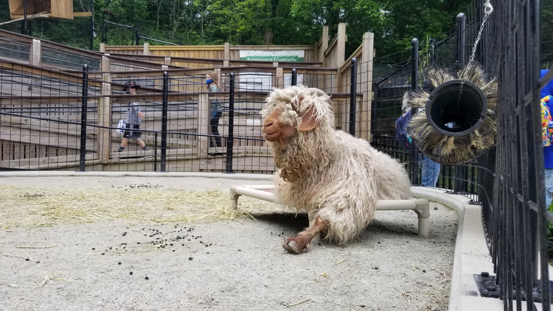 Brandywine Zoo - Goat