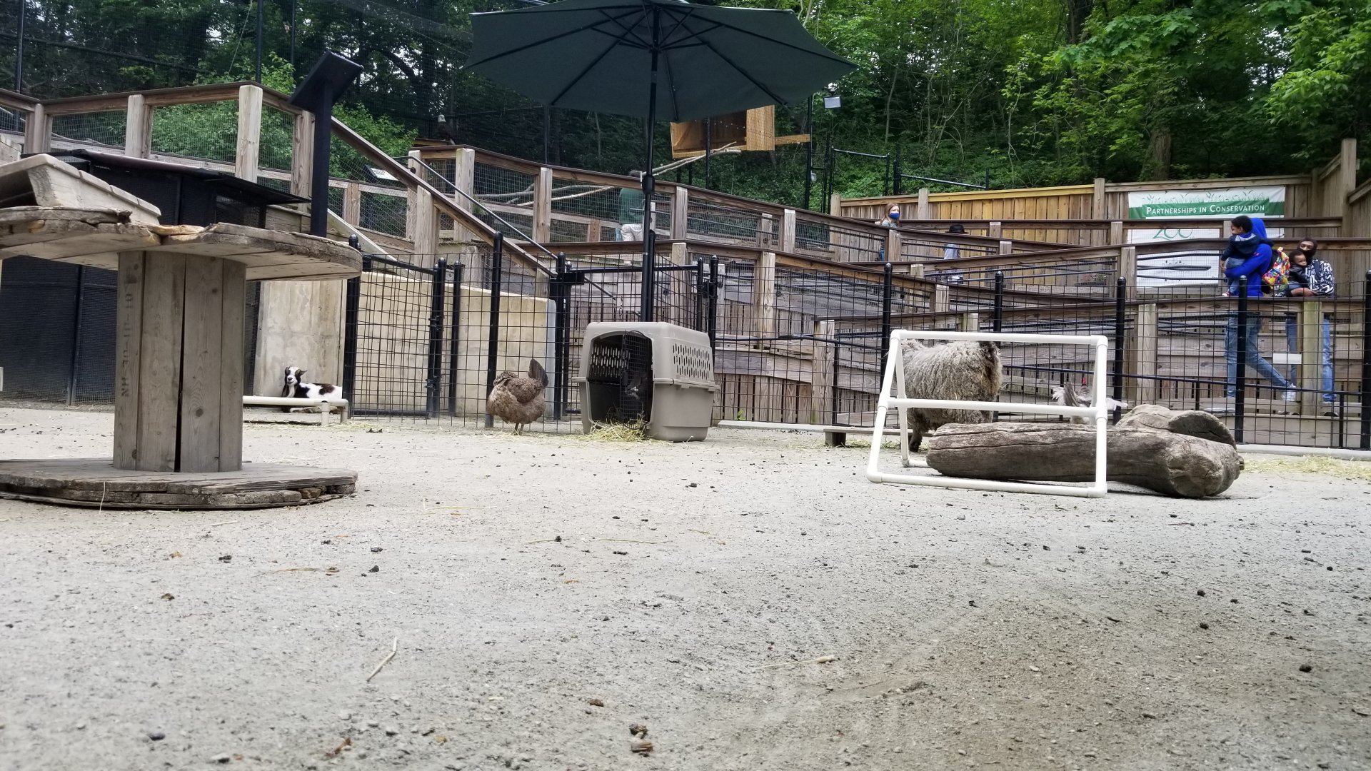 Brandywine Zoo - Goats & chickens