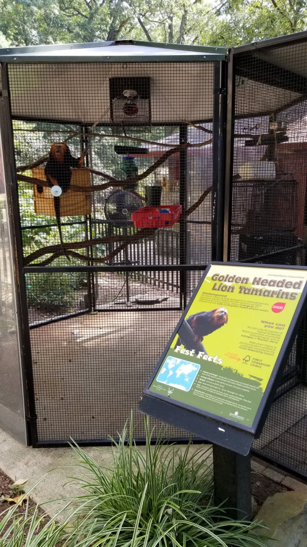 Brandywine Zoo - Golden-headed Lion Tamarin