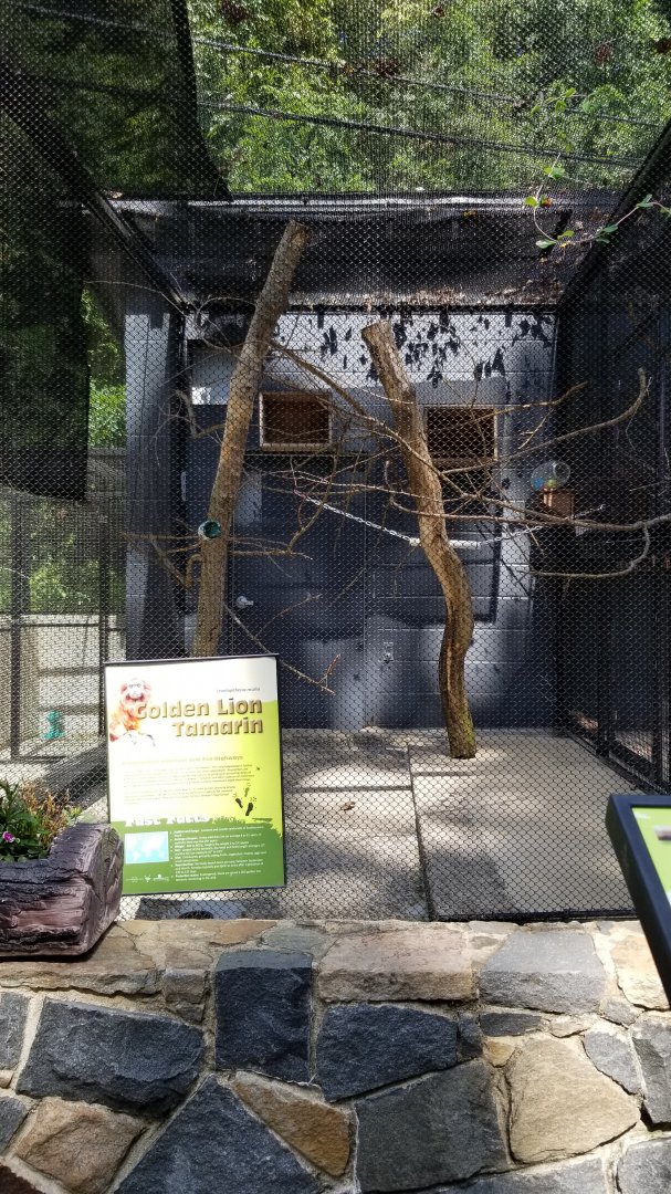 Brandywine Zoo - Golden Lion Tamarins, left enclosure