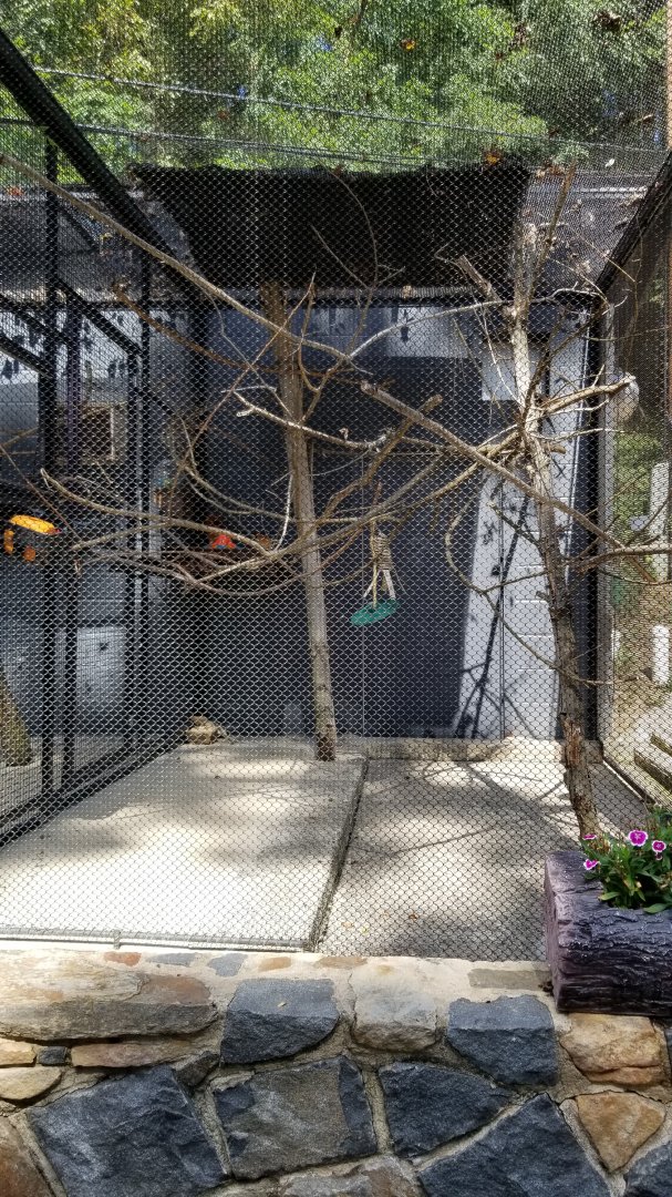 Brandywine Zoo - Golden Lion Tamarins, right enclosure