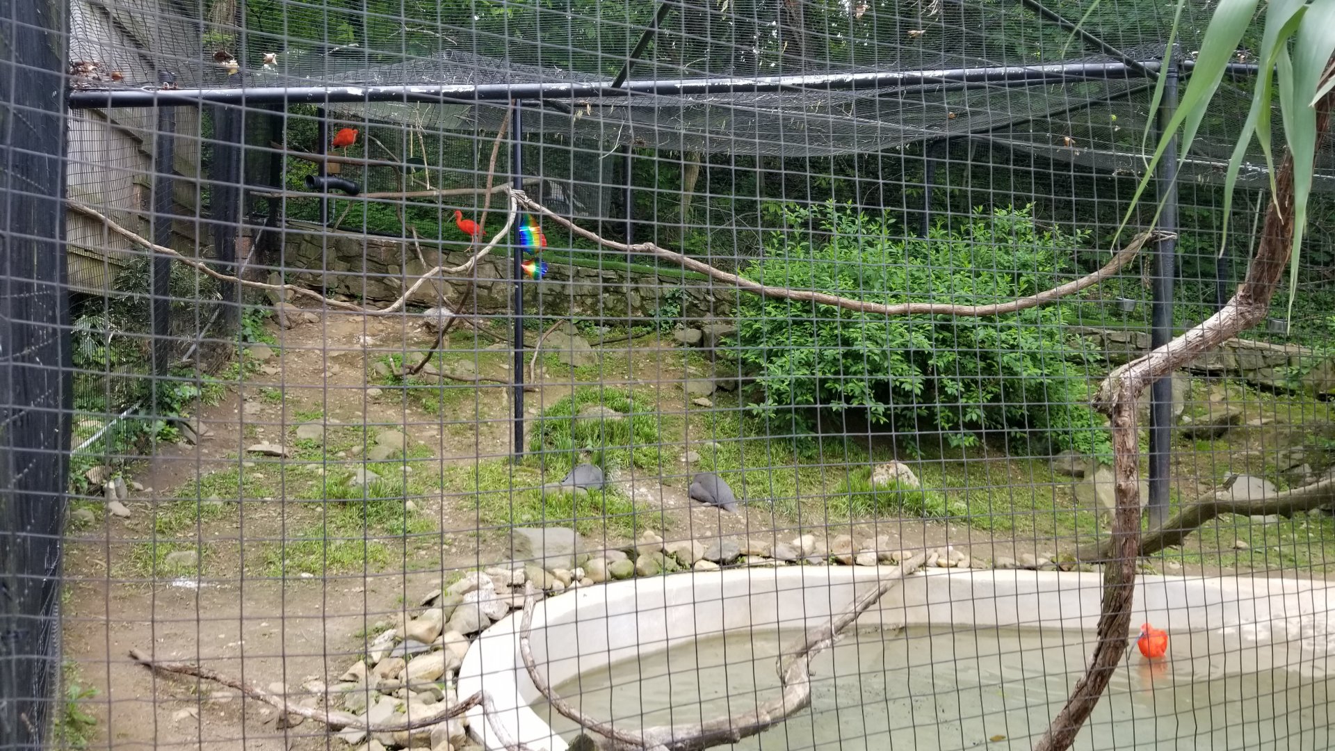 Brandywine Zoo - Helmeted guineafowl, scarlet ibis