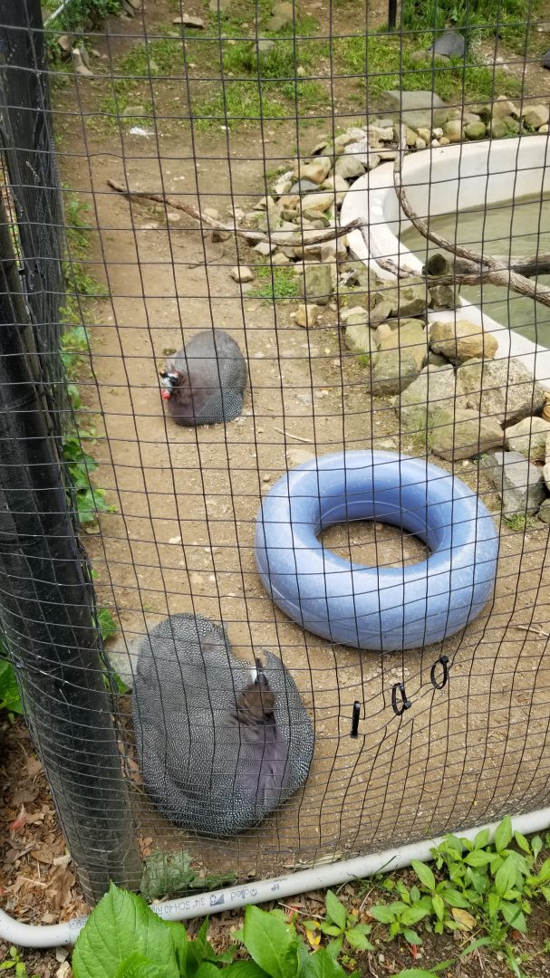 Brandywine Zoo - Helmeted guineafowl