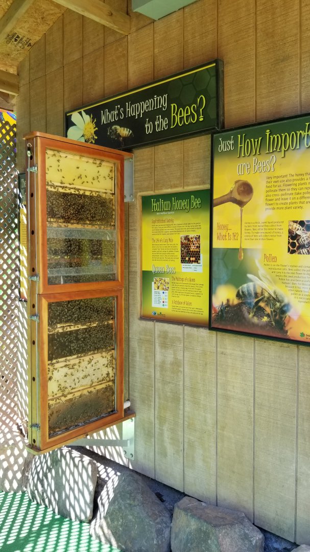 Brandywine Zoo - Italian Honey Bees