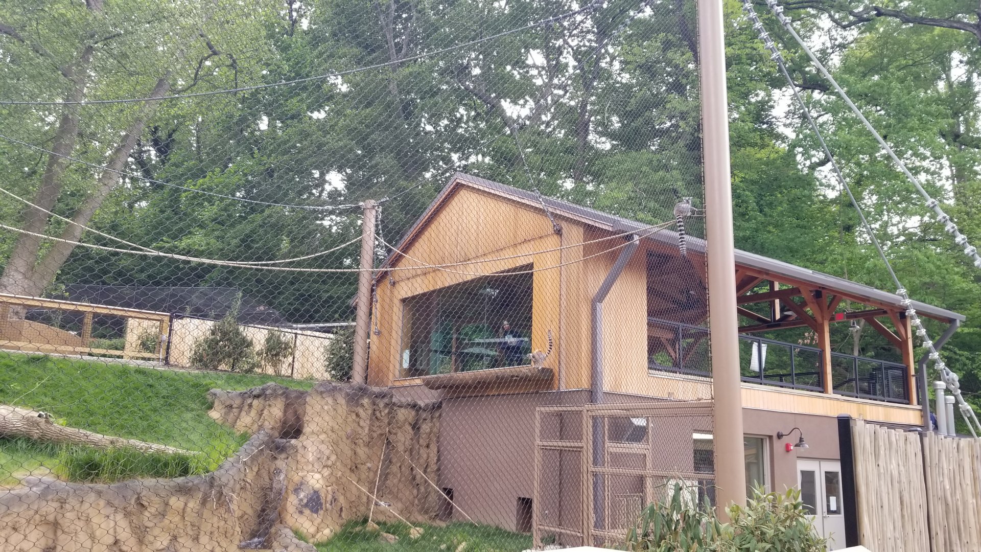 Brandywine Zoo - Lemur exhibit