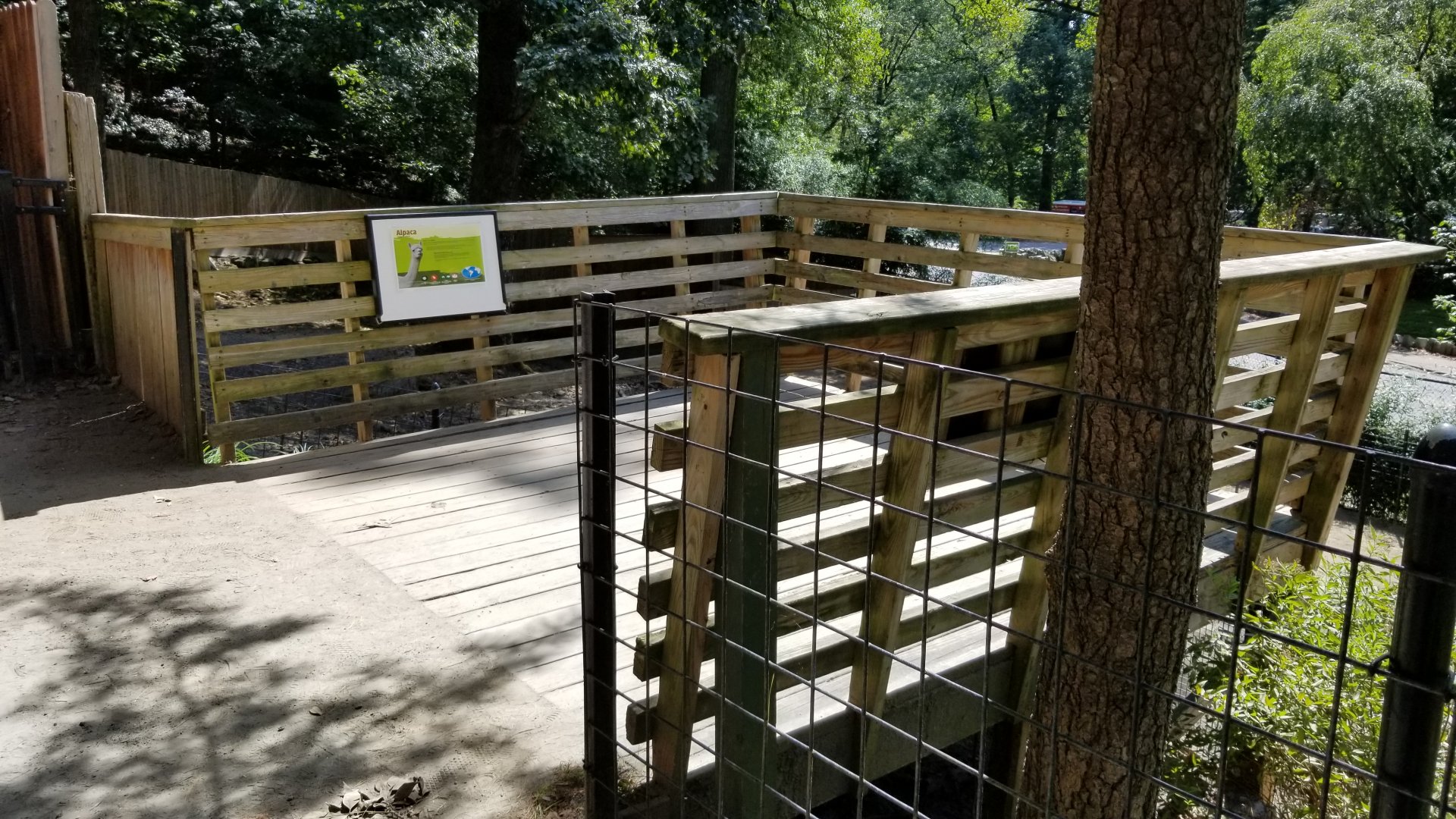 Brandywine Zoo - Llama viewing platform