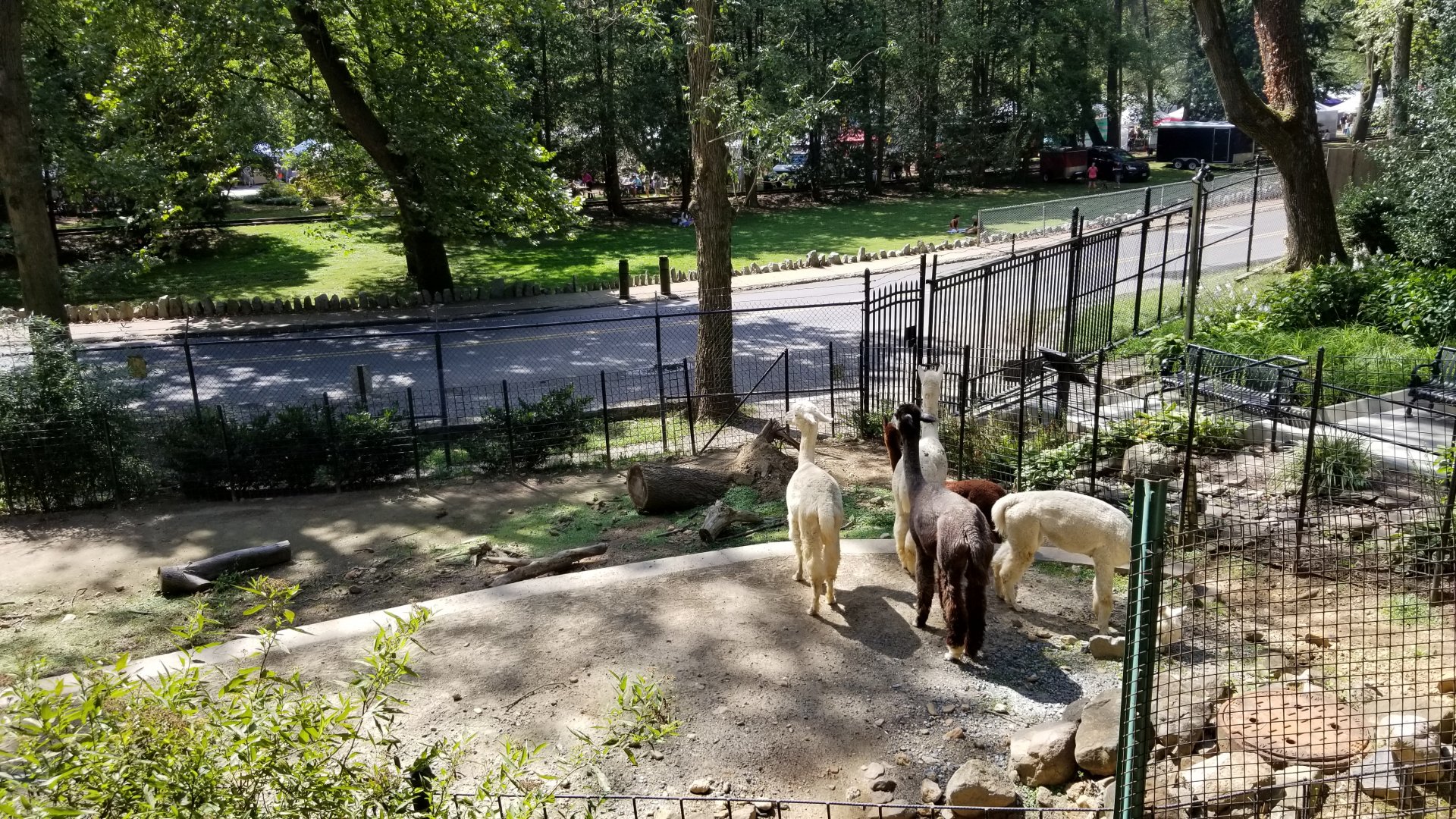 Brandywine Zoo - Llamas, from right of viewing platform