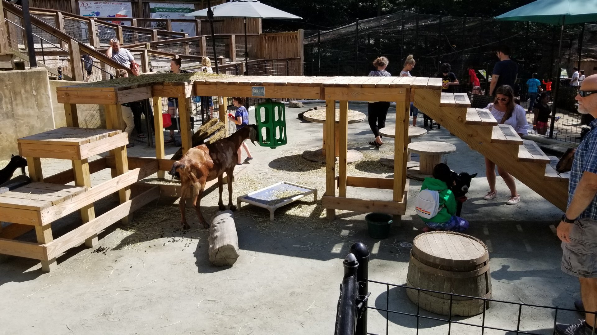 Brandywine Zoo - new goat area