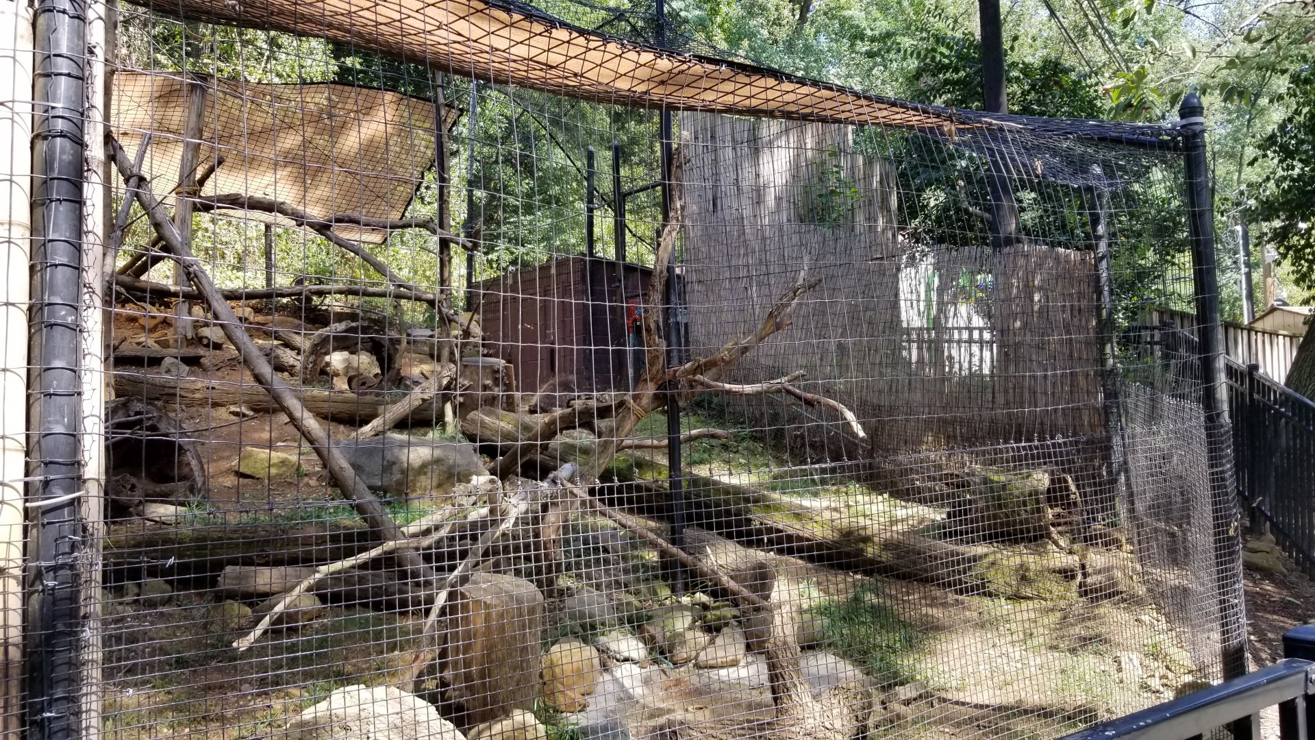 Brandywine Zoo - North American Porcupine