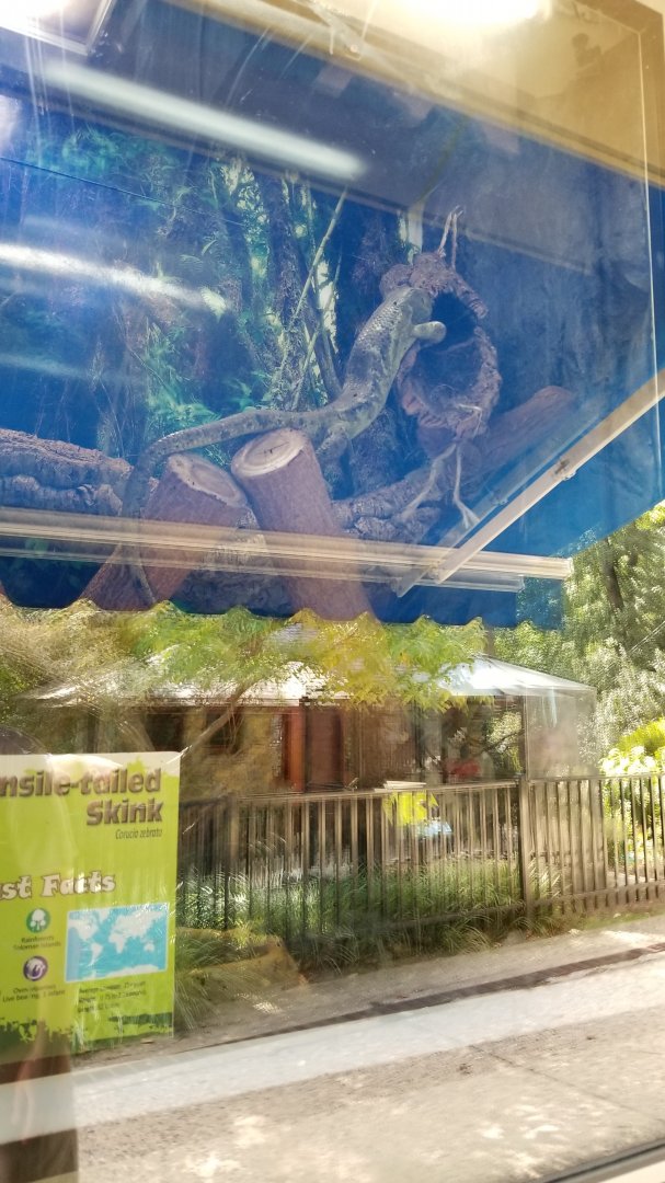 Brandywine Zoo - Prehensile-tailed Skink