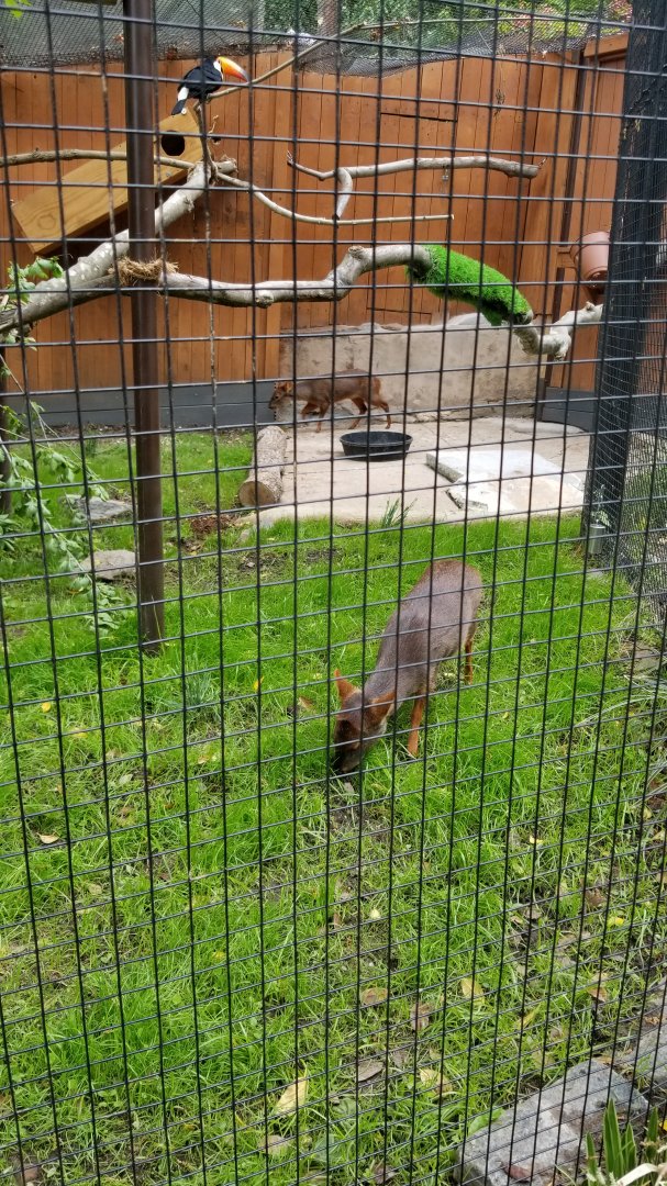 Brandywine Zoo - Pudu, mother and daughter, and toco toucan