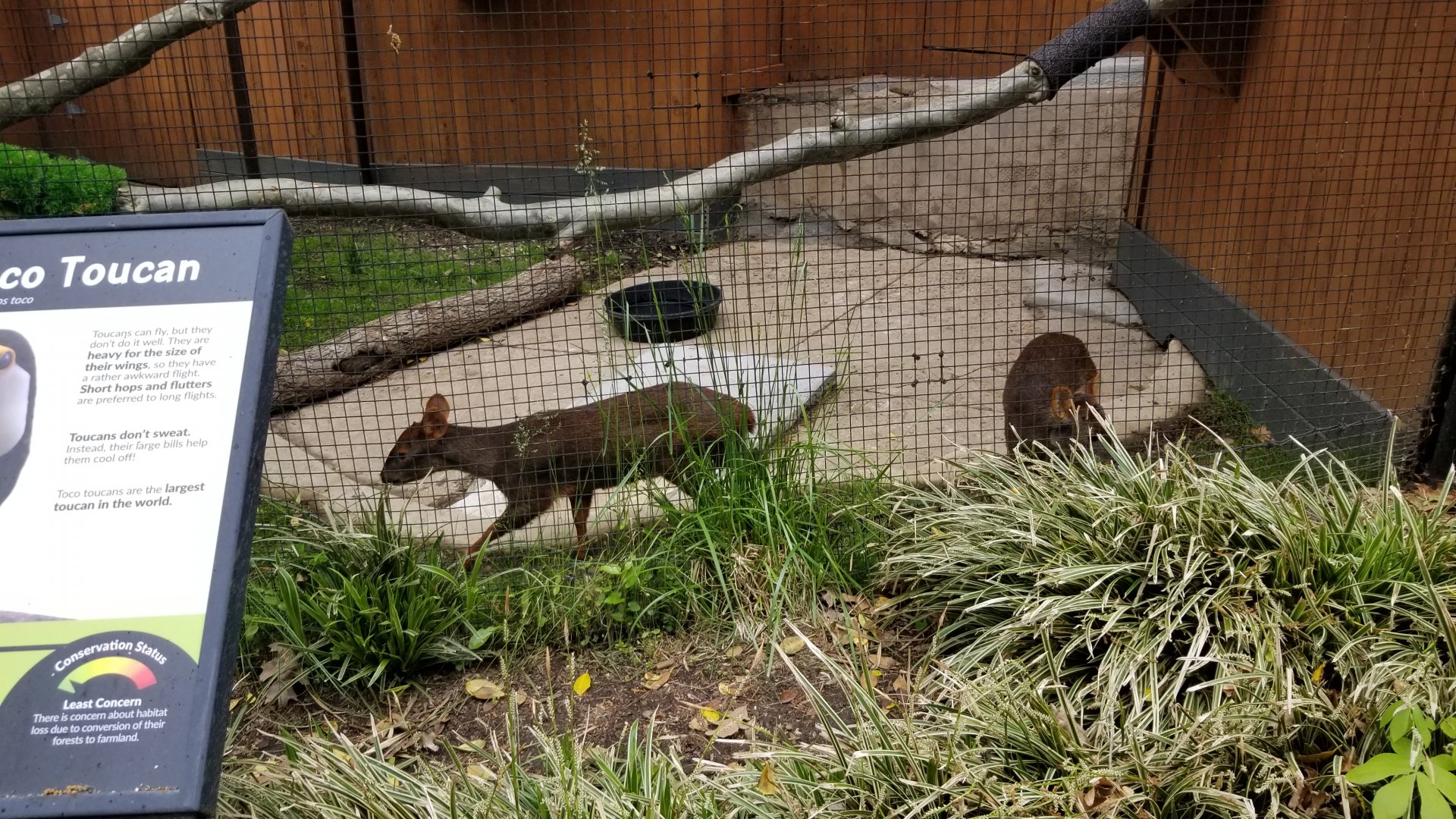 Brandywine Zoo - Pudu, mother and daughter