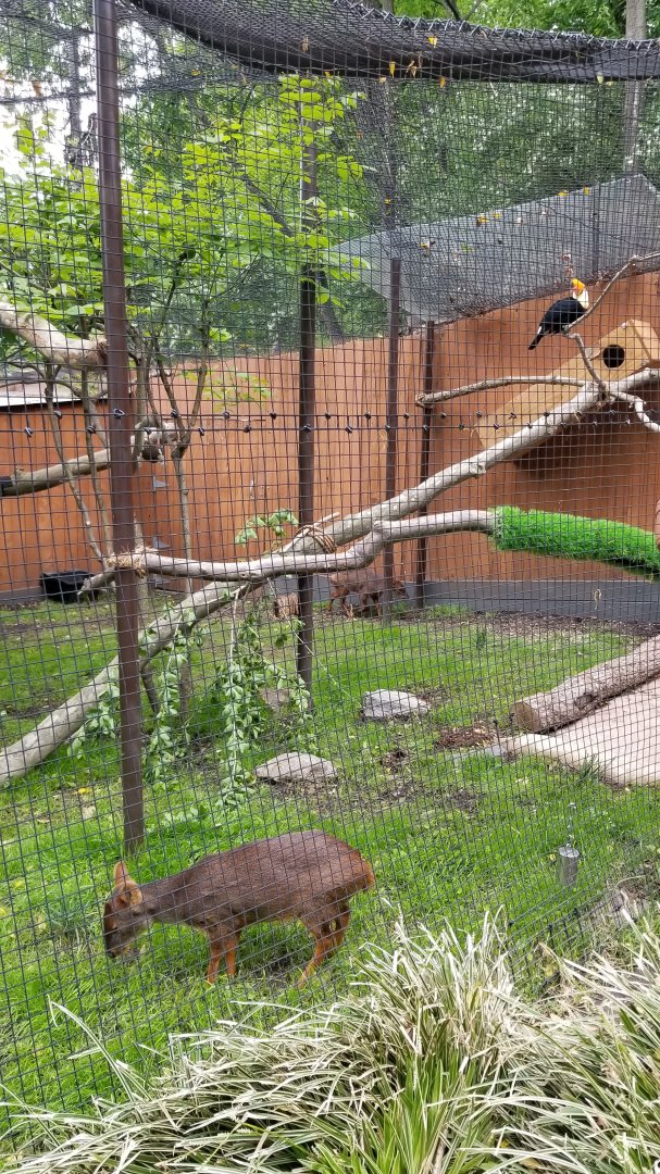 Brandywine Zoo - Pudu, mother and daughter