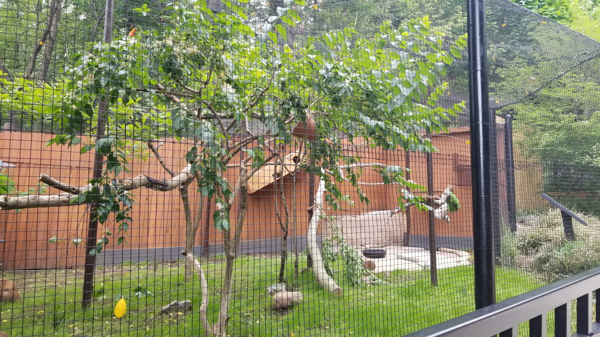 Brandywine Zoo - Pudu, toucan exhibit