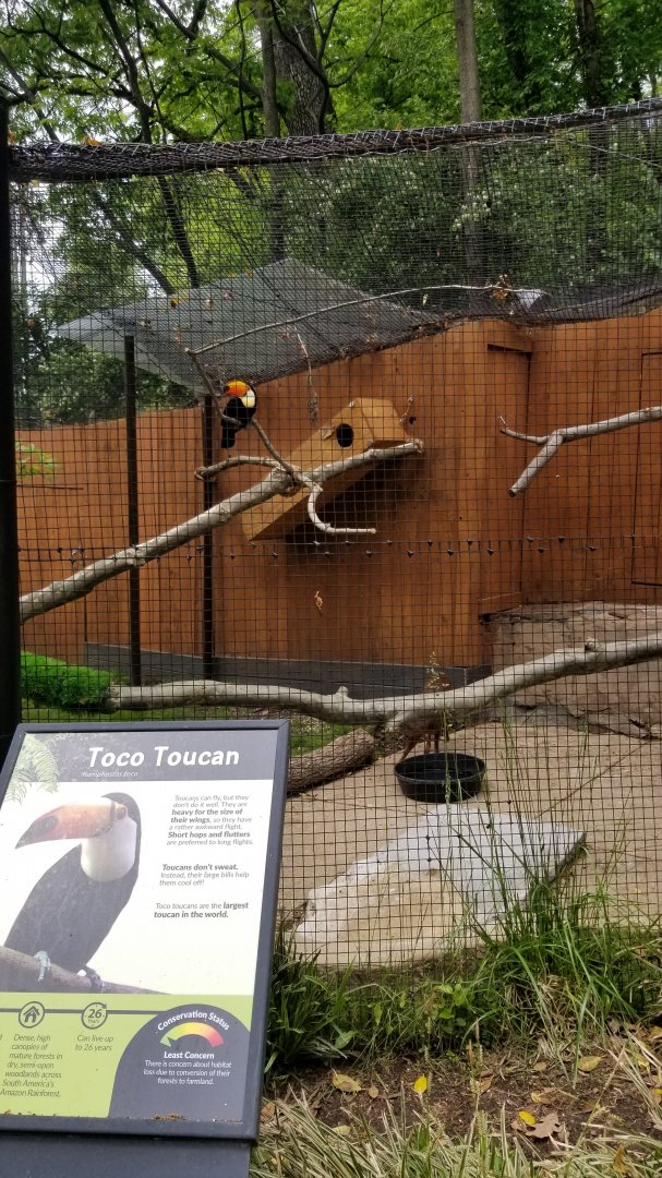 Brandywine Zoo - Pudu, toucan exhibit