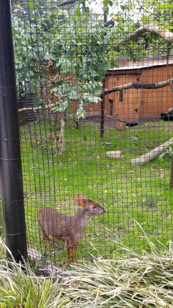 Brandywine Zoo - Pudu, toucan exhibit