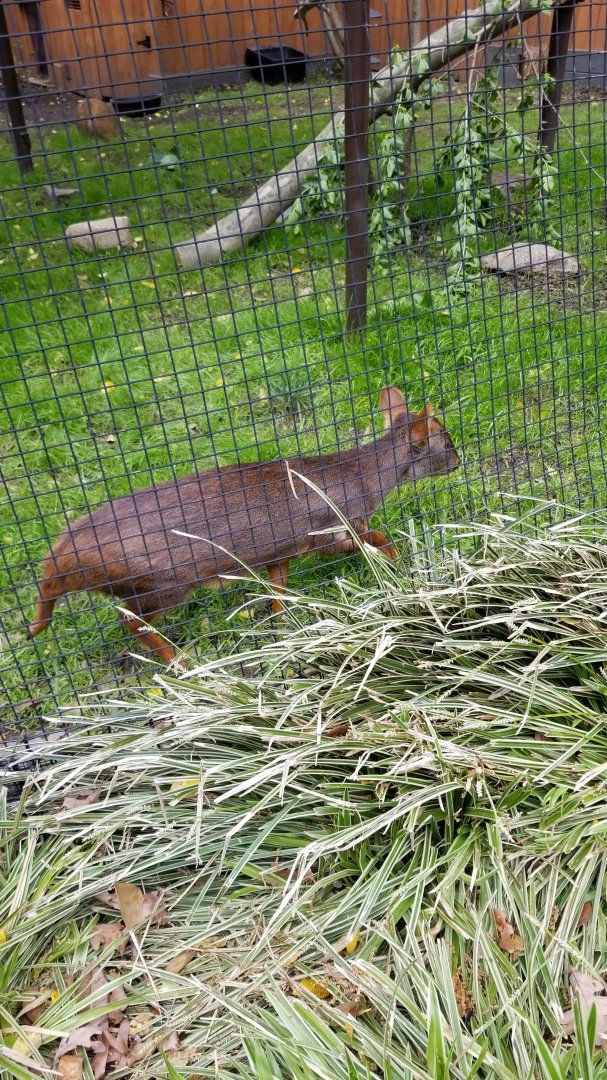 Brandywine Zoo - Pudu, toucan exhibit