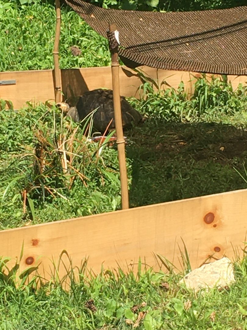 Brandywine Zoo - Radiated Tortoise in Temporary Exhibit