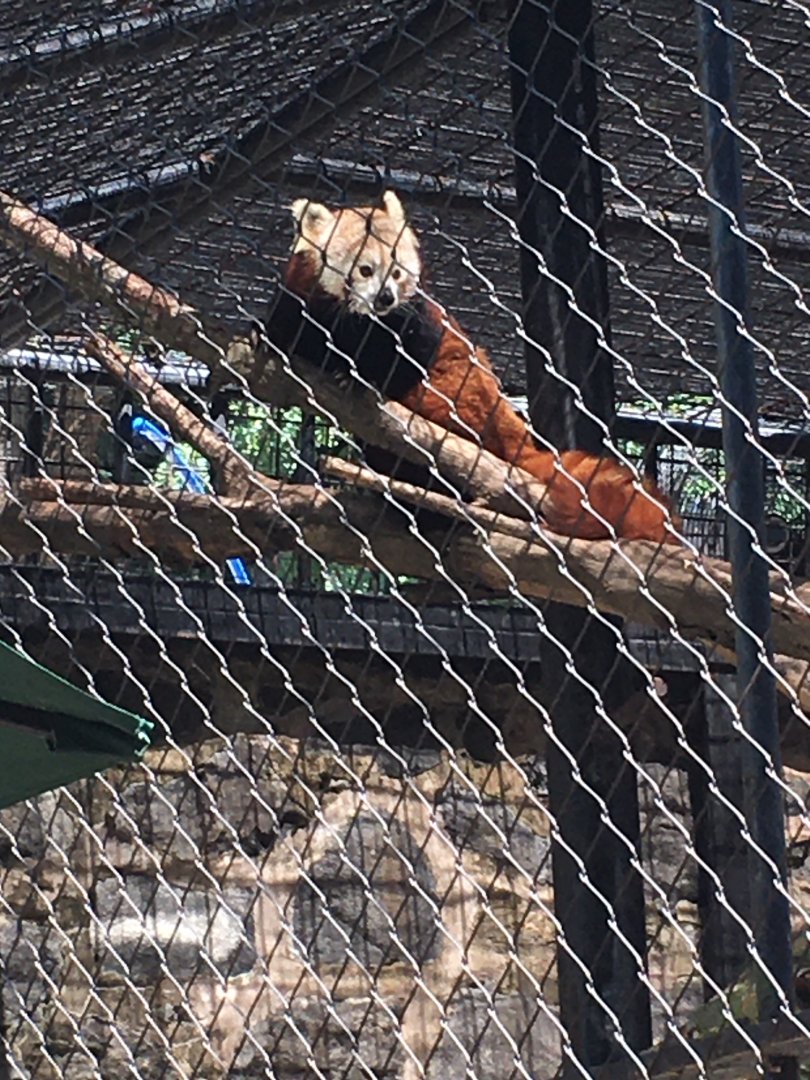 Brandywine Zoo - Red Panda