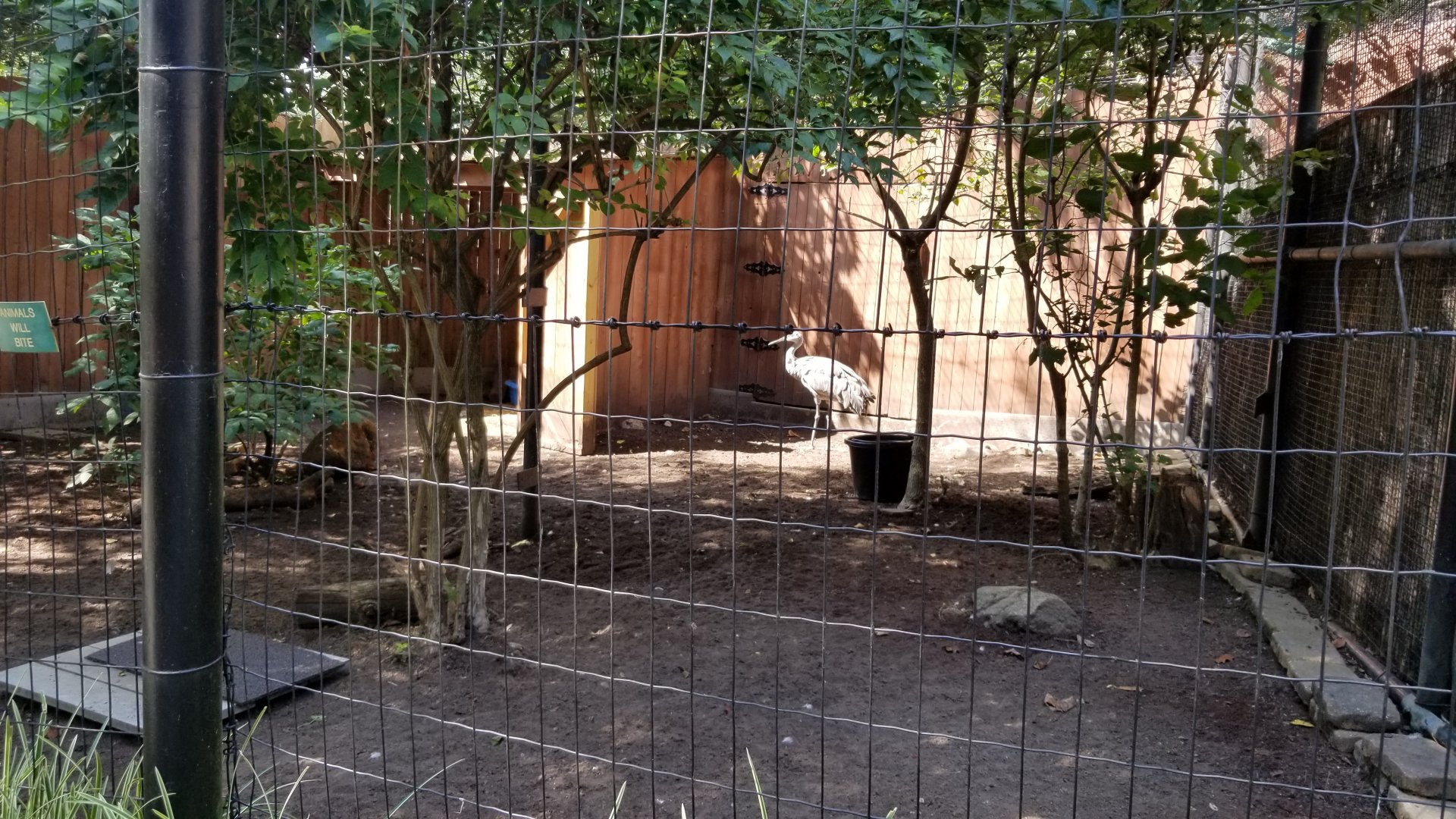 Brandywine Zoo - Sandhill Crane