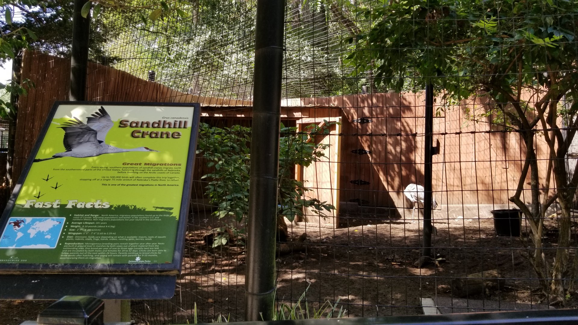 Brandywine Zoo - Sandhill Crane