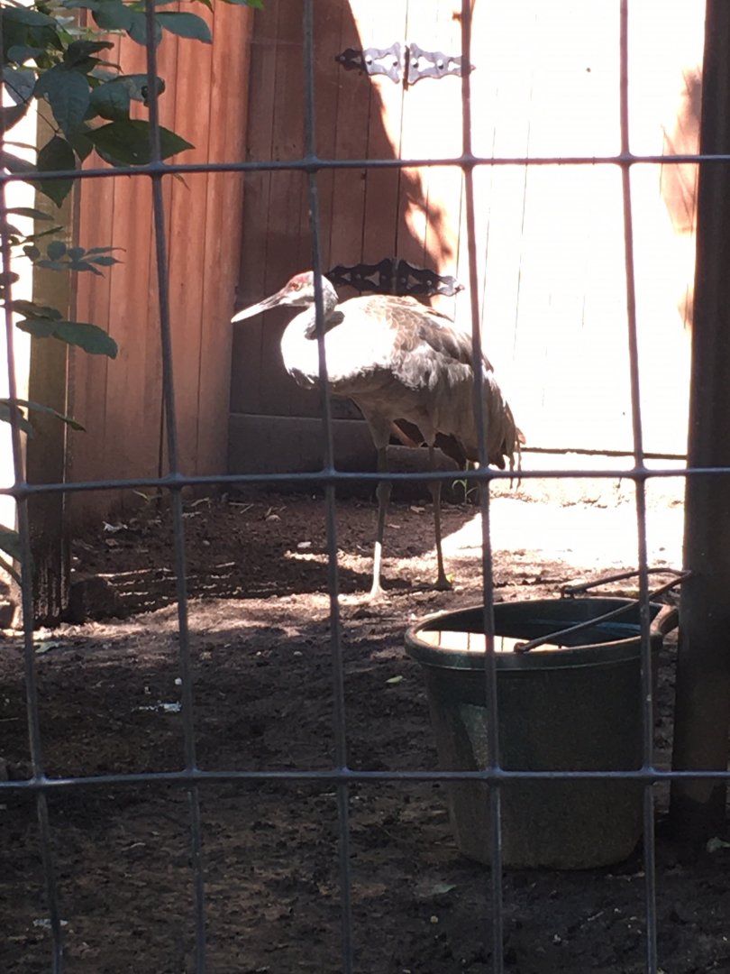 Brandywine Zoo - Sandhill Crane