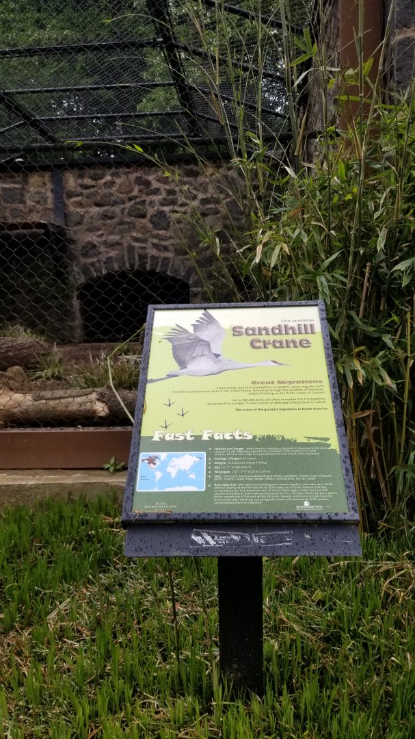Brandywine Zoo - Sandhill cranes, formerly swift fox