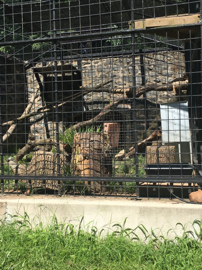 Brandywine Zoo - Serval Exhibit