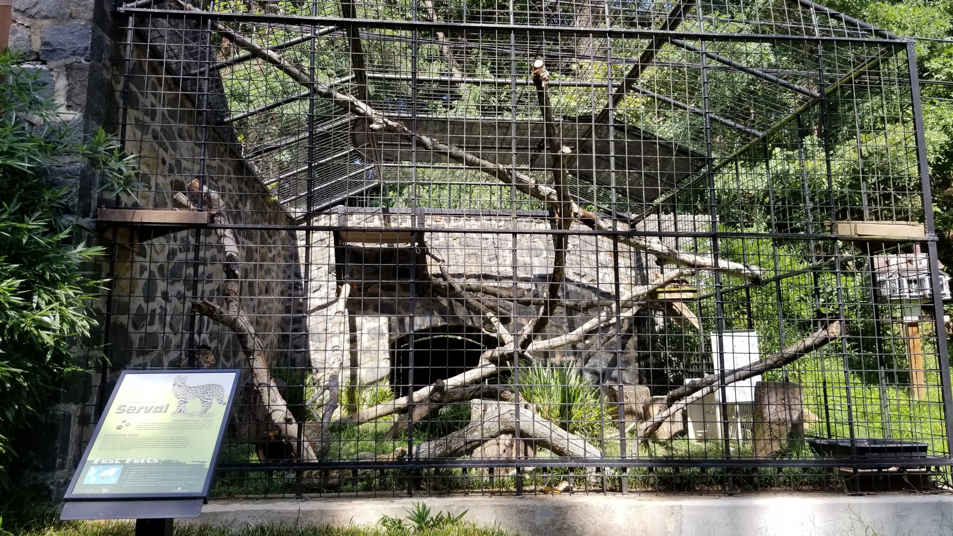 Brandywine Zoo - Serval