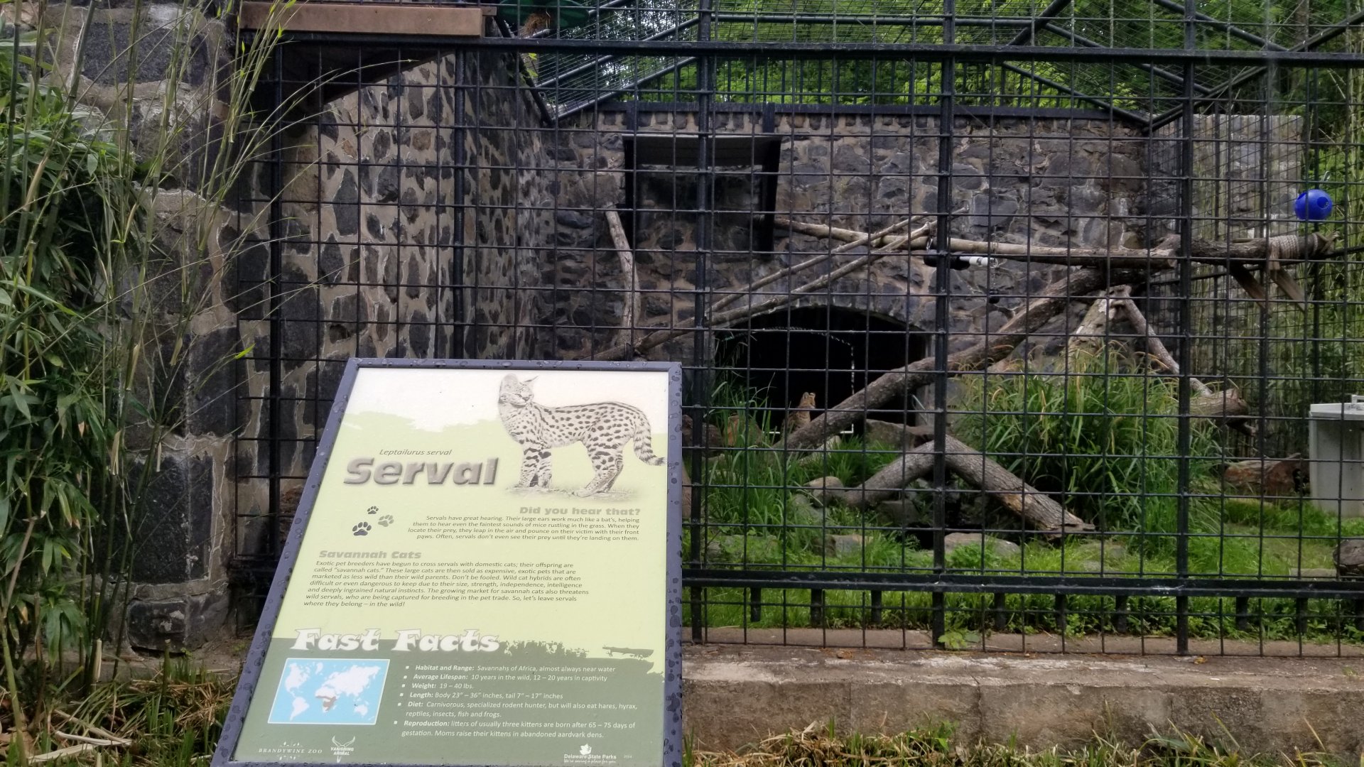 Brandywine Zoo - Serval