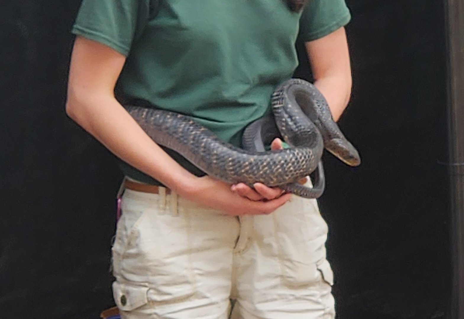 Brandywine Zoo - Snake ID (Texas Indigo Snake?)