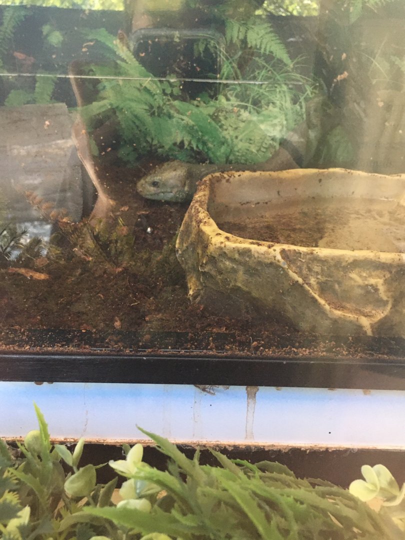 Brandywine Zoo - Solomon Islands Skink