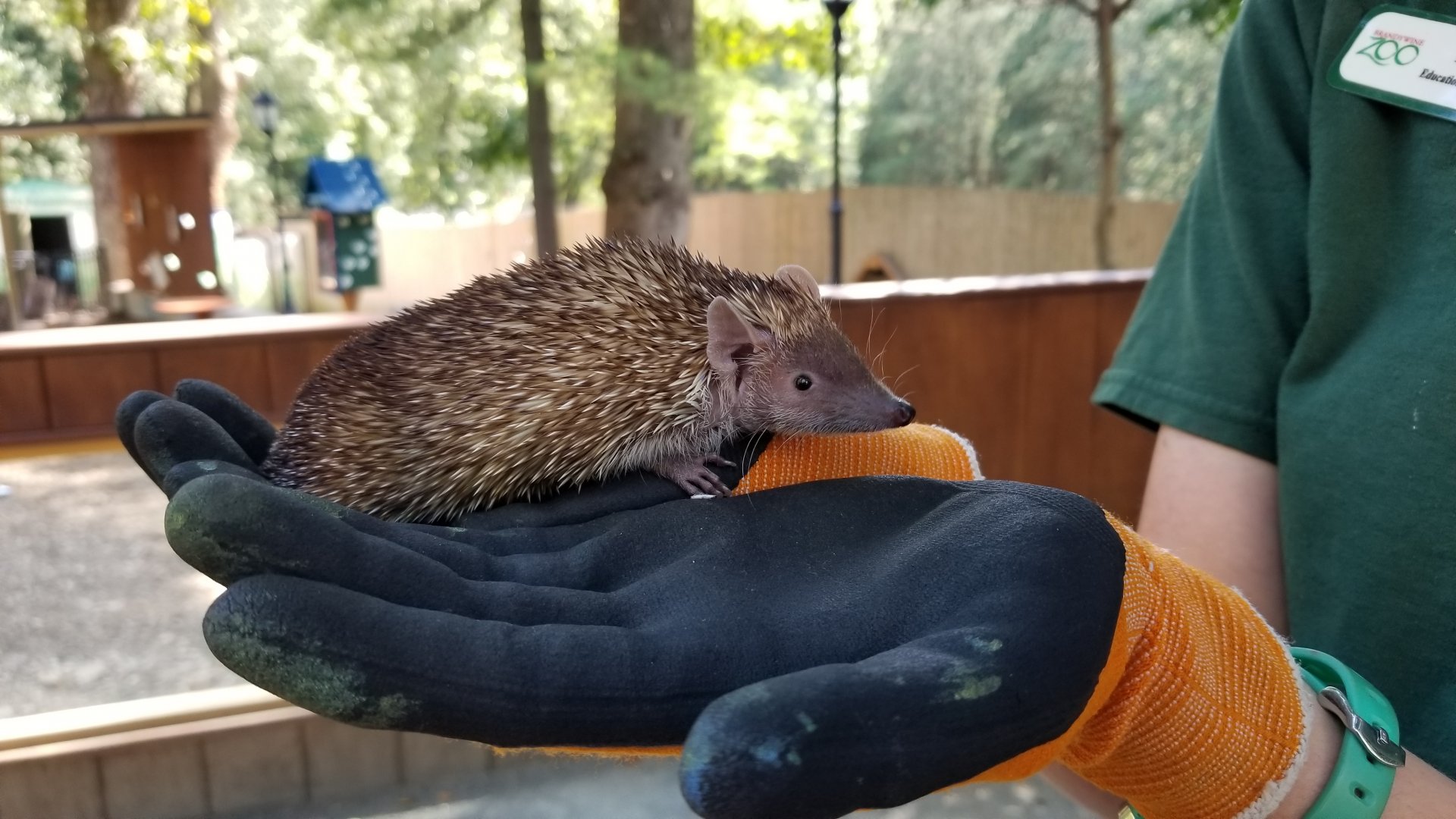 Brandywine Zoo - Tenrec ambassador animal