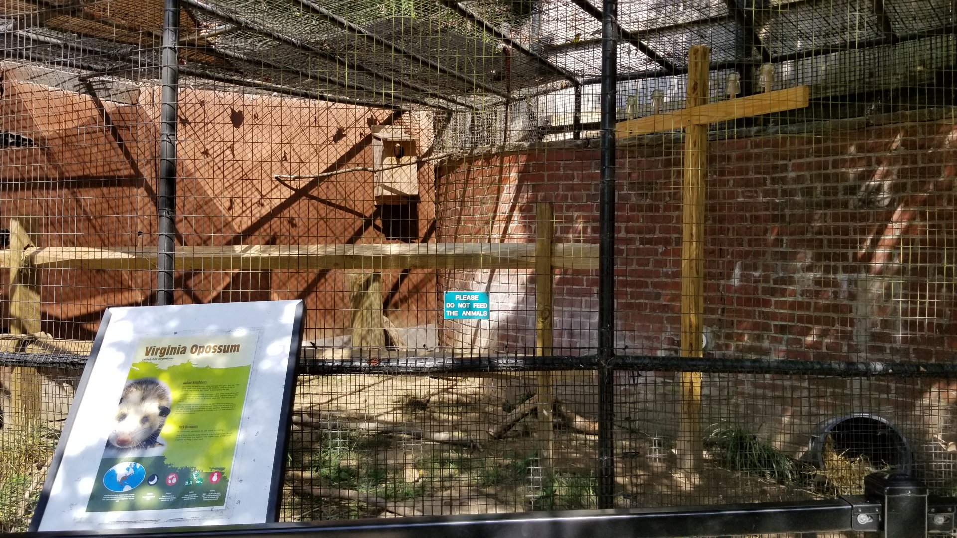 Brandywine Zoo - Virginia Opossum