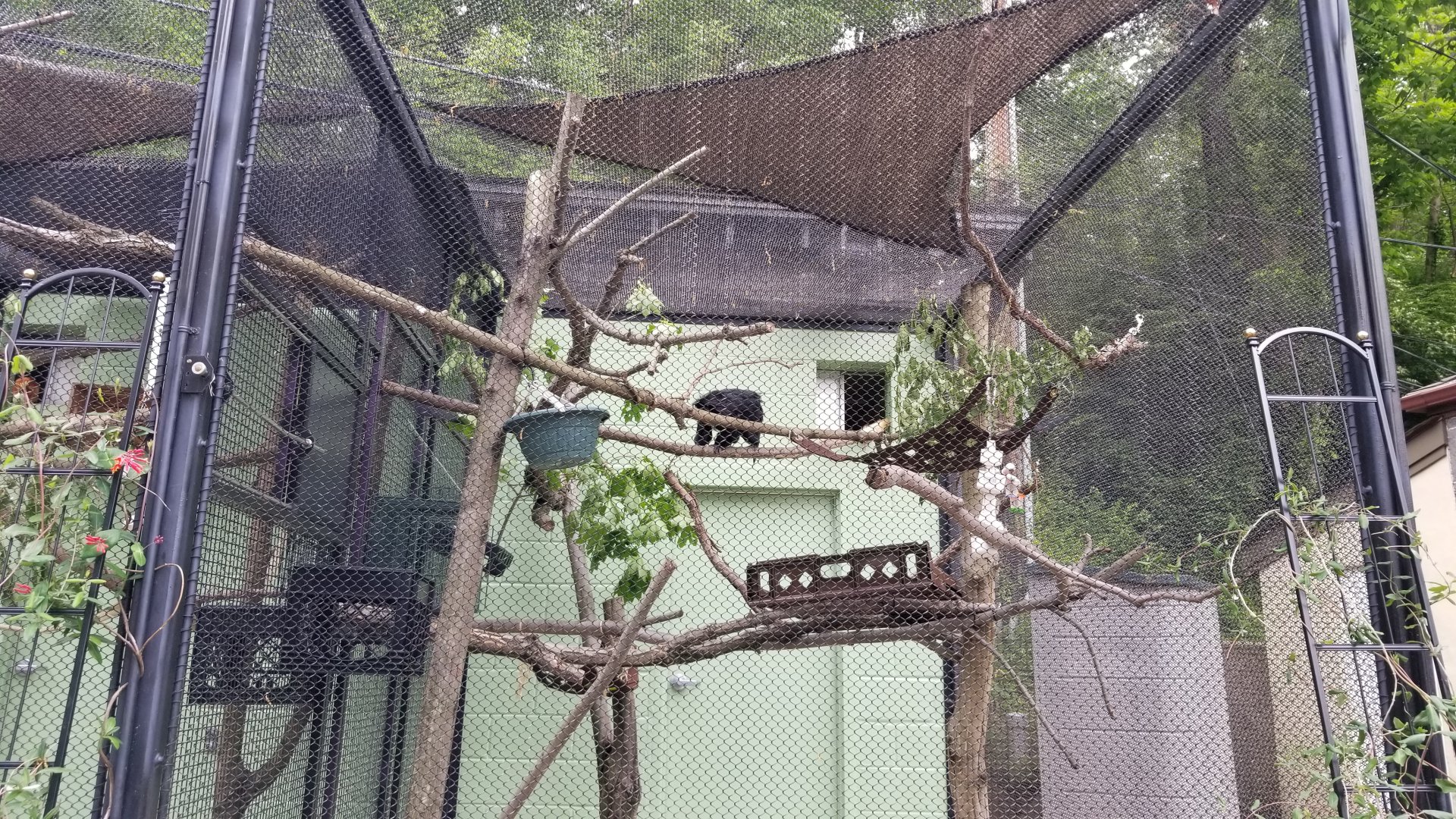 Brandywine Zoo - White-faced saki