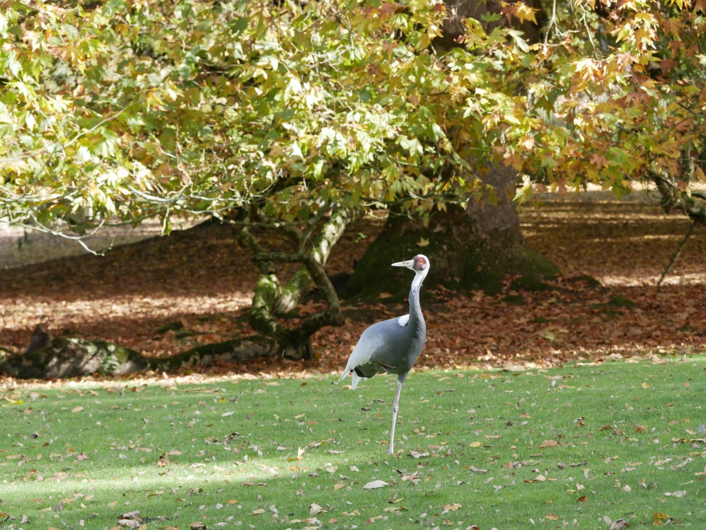 Branféré in autumn - white-naped crane (Antigone vipio)