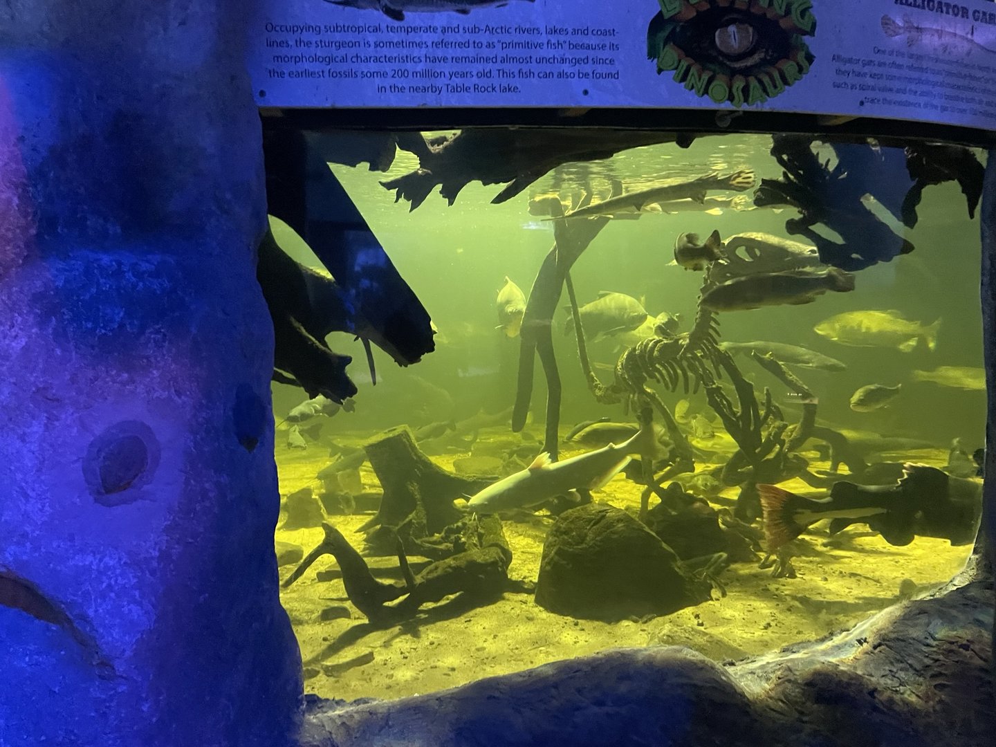 Branson's Wild World -- Amazon Fish Tank