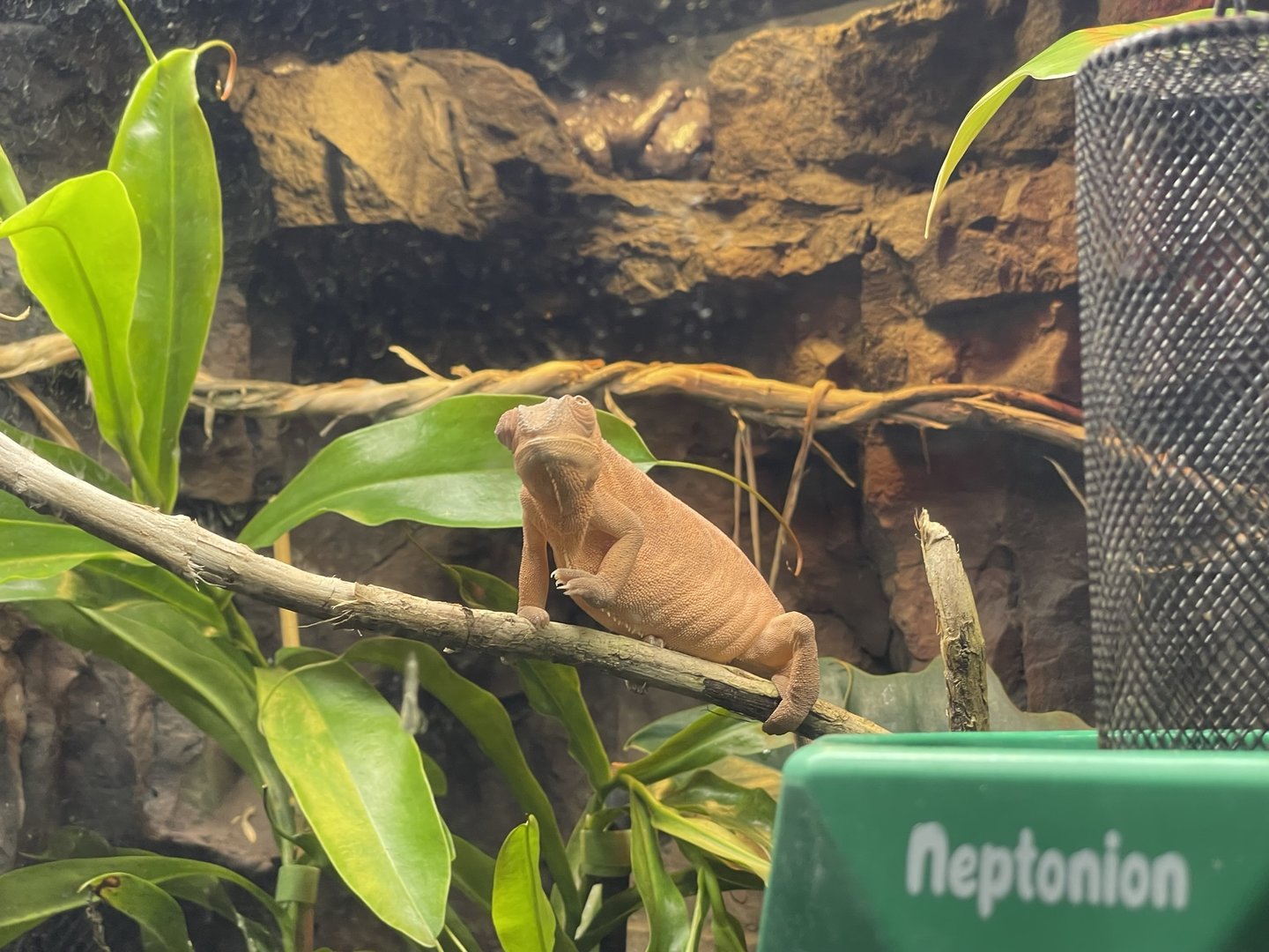 Branson's Wild World -- Ambilobe Panther Chameleon